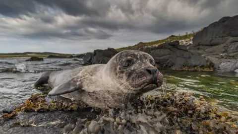 Northcoast Nature  Seal pup