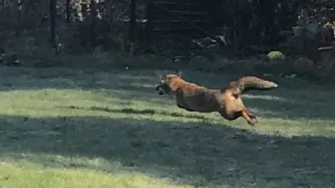 RSPCA Released fox.