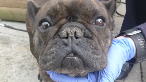RSPCA A French bulldog