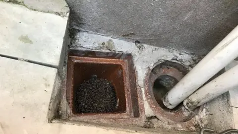 RSPCA Hedgehog in a sewage pipe