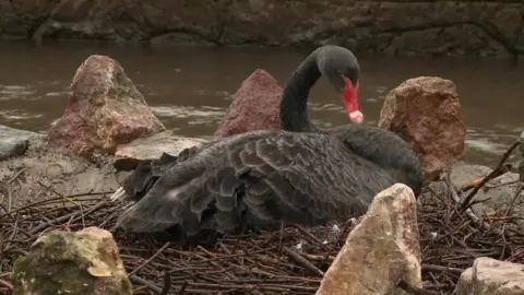 BBC Black swans