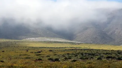 EPA View of flowers in the Atacama Desert, Chile, on 17 August 2017.