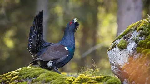 Getty Images Capercaillie