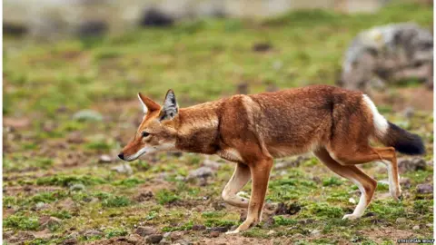 Ethiopian Wolf The Ethiopian wolf