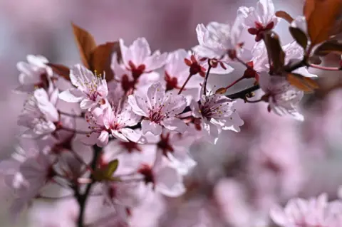 Anadolu/Getty Images The blossoming branches of the trees in Dikmen Valley as the spring arrives in Turkish capital Ankara on April 02, 2024.