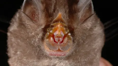 PA Undated handout photo issued by WWF, of a Rhinolophus monticolus, a mountain horseshoe bat, which is one of the 115 new species that were discovered in the Greater Mekong region in 2016.