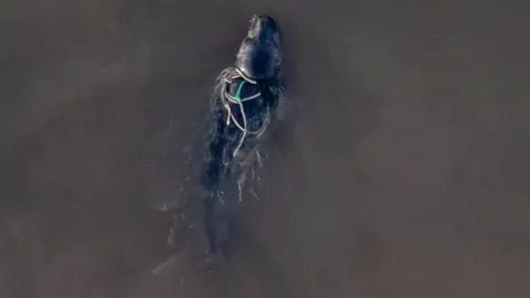 Shane and Annemarie Daniels A drone captured the entangled seal pup off Fraisthorpe, East Yorkshire