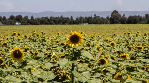 Getty Images A field of sunflowers in Nakuru, Kenya - Sunday 5 June 2022