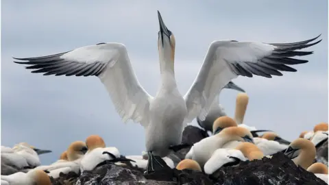 PA Gannet