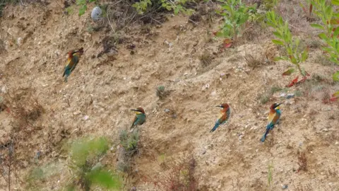 Mike Edgecombe Bee-eaters in Norfolk