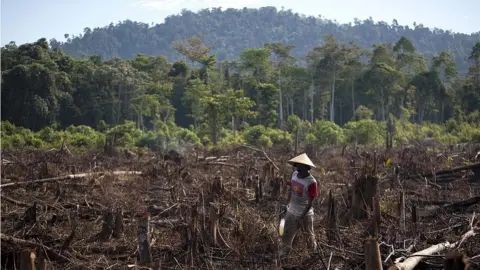 Getty Images Deforestation in Indonesia