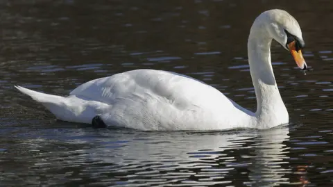 A swan close up swimming in a lake of dark water - with reflections on the water showing it is a bright day