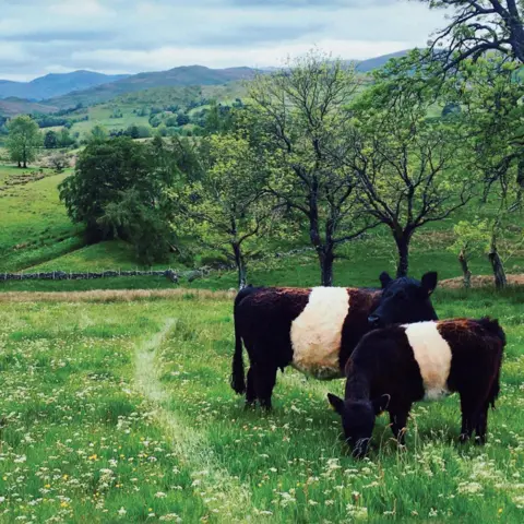 James Rebanks Cows