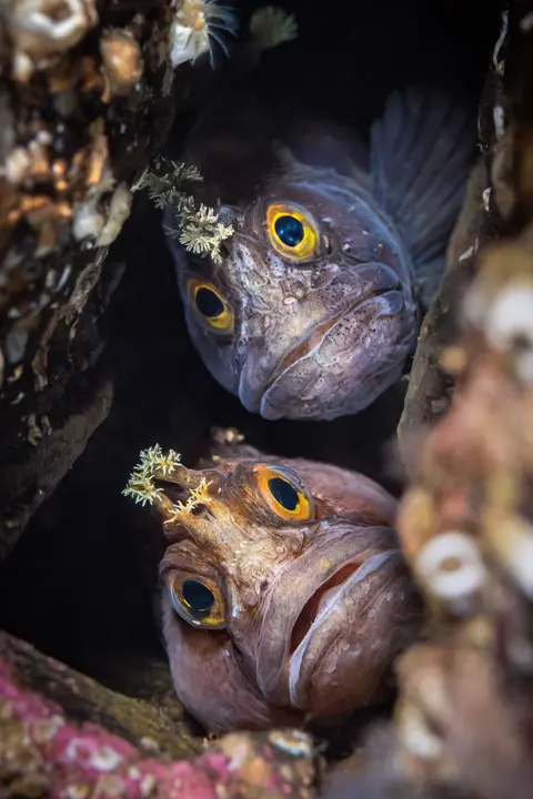 Dan Bolt/UPY2022 Two Yarrell blenny fish