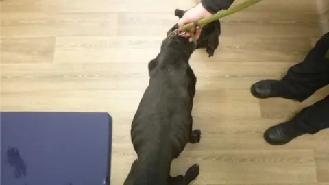 RSCPA An emaciated dog