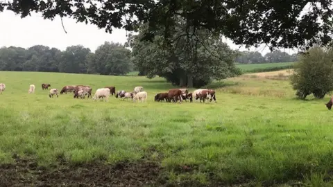 Steven Davies Beef cattle