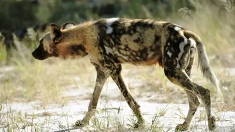 Dr Andrew King, Swansea Uni An African wild dog