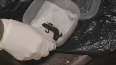 Nick Upton/Wessex Water  Great-crested newt