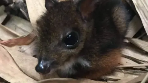 Marwell Zoo Javan Chevrotain