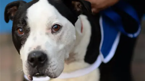 PA Staffordshire Bull Terrier