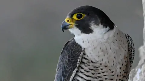 A close-up of a peregrine falcon's head. It is facing sideways. It has dark blue wings and head, with a speckled white breast. Its beak is dark at the end, with yellow at the other end, and also yellow around its eye.