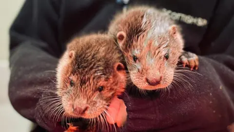 SSPCA Otters Inver and Forth