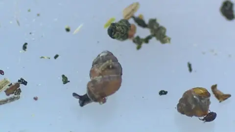 BBC Desmoulin's whorl snail