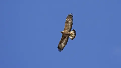 Getty Images Golden Eagle flying