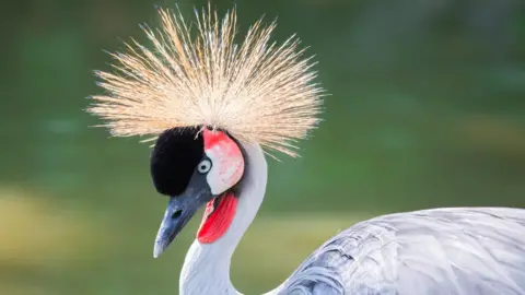 East African Crowned Crane