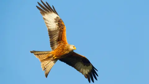 Ben Hall/RSPB Red kites are recovering in Wales, thanks to conservation and decline in persecution