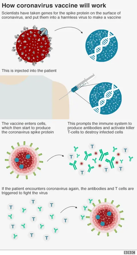 AFP How the coronavirus vaccine works: The vaccine is made from a weakened version of a common cold virus (known as an adenovirus) from chimpanzees that has been modified so it cannot grow in humans. Scientists then added genes for the spike surface protein of the coronavirus. This should prompt the immune system to produce neutralising antibodies, which would recognise and prevent any future coronavirus infection.