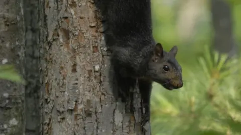 Philip Meyers A melanic or black grey squirrel