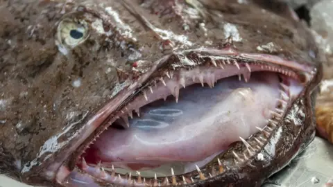 Getty Images/Stephen Barnes A monkfish