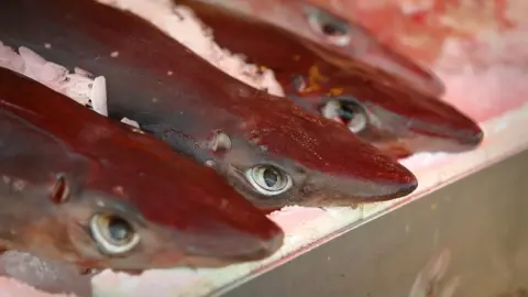 Getty Images Spiny dogfish