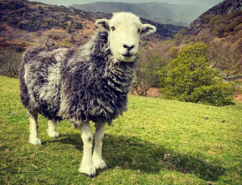 A Herdwick