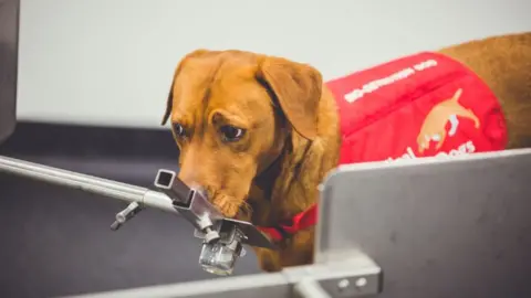 Medical Detection Dogs Florin the labrador