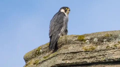 Ely Cathedral/Simon Stirrup Peregrine falcon at Ely Cathedral