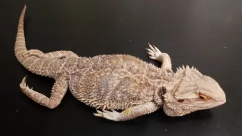 Bearded dragon hot sale lizard pet