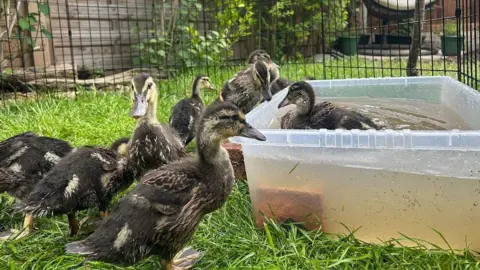 A duckling swimming in a plastic box while others look on