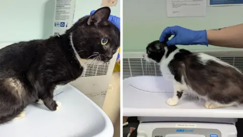RSPCA Two black and white cats in two separate images