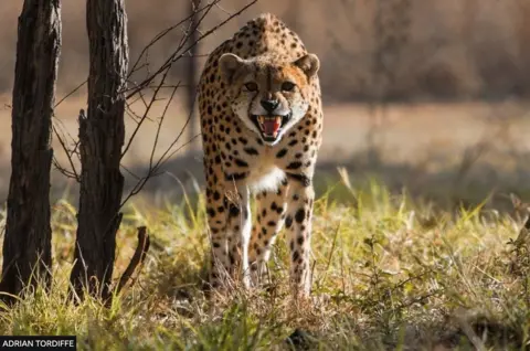 Next week, a group of cheetahs are finally expected to make a long journey from Africa to their new home in a sprawling national park in India.