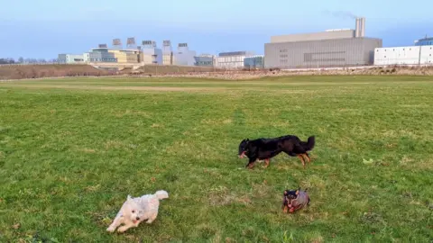 James Hems Socially distanced dog walk showing three dogs playing in a field