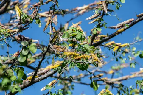 Georgina Smith/BBC Locusts feed on a tree