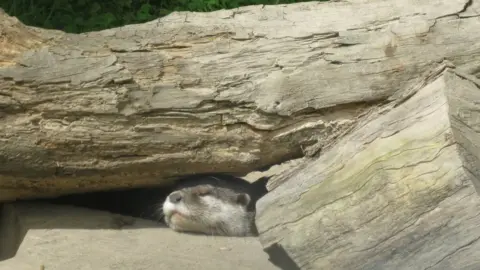 Patricia Jones A sleeping otter