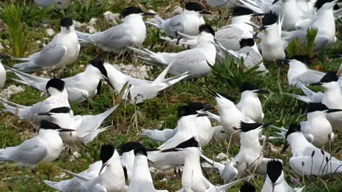 RSPB Sandwich Terns at RSPB Hodbarrow