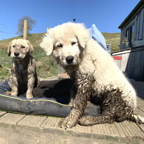 Johanna Gericke Puppies