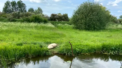 Sophie Bell Seal lying on river bank