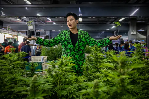 Lauren DeCicca / Getty Images A man stands with mature marijuana plants at a marijuana legalization expo in Buriram, Thailand.
