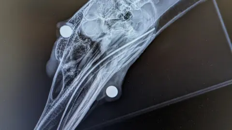 RSPCA X-ray of injured swan