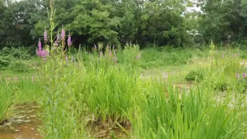 Trent Rivers Trust Wetland